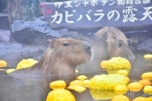 © Izu Shaboten Zoo Group